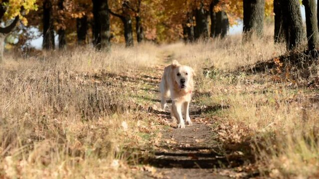 Golden retriever dog running in autumn field and looking at camera. Purebred doggy labrador at nature in sunny day