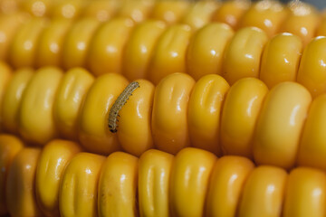 close up of a worm on a corn