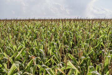Fototapeta na wymiar corn field with sky
