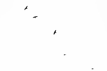 Black and white Birds on  Buzau sky