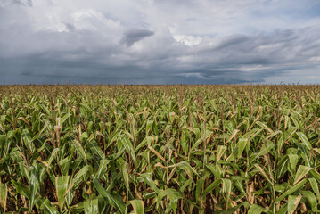 field of corn and cloudy sky