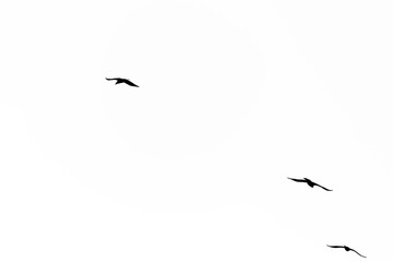 Black and white Birds on  Buzau sky
