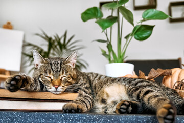 Gray tabby cat sleeping on coffee table with pumpkins and Monstera, placing his paw on the pile of...