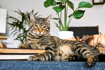 Gray tabby cat resting on coffee table with pumpkins and Monstera, placing his paw on the pile of books looks at camera. Reading and studying, back to school concept. Fall mood.