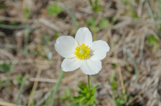 Snowdrop flower close-up photo. one white snowdrop flower blooms