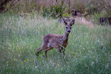 Roe deer in the forest, always wary of predators and hunters, with their perfectly camouflaged fur.