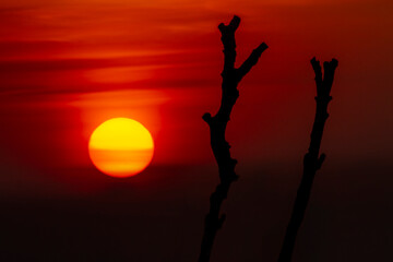 silhouette of a tree Skeleton  at sunset, beautiful sunset with tree and sun in orange light on the sky 