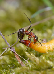 Red forest ant eating yellow caterpillar