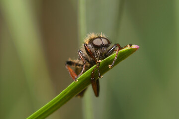 Fly sitting on the tip of the grass stalk in the forest