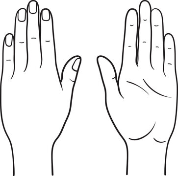 Human hand back and palm view vector illustration, male female anatomy line art