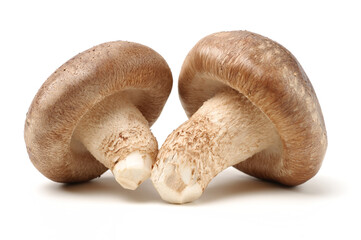 Shiitake mushroom on the White background 