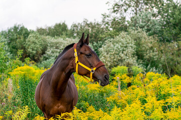 a red horse in a bridle stands and eats in the middle of a tall, yellow, flowering grass in a field