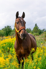 a red horse in a bridle stands and eats in the middle of a tall, yellow, flowering grass in a field
