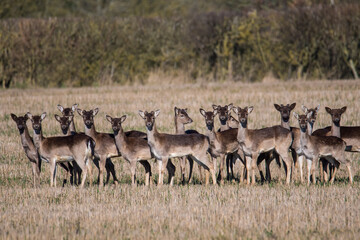 Fallow deer (dama dama) herd