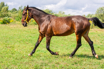 a red horse in a bridle runs into the field. Against the background of fields and shrubs.
