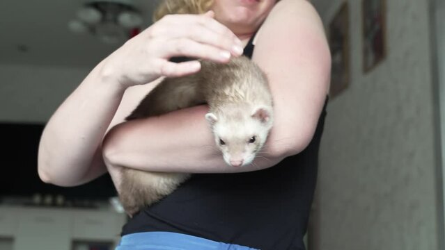 in the hands of a woman the red-haired domestic ferret. unusual pets. food and accessories for rodents.