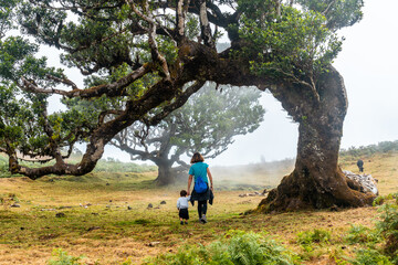 Naklejka na ściany i meble Fanal forest with fog in Madeira, a young woman with her baby looking at the shapes of the laurel trees