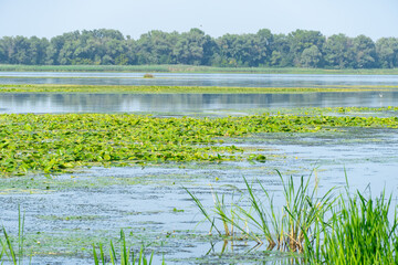 Slowly flowing river is overgrown with yellow water lilies. Nuphar lutea perennial aquatic plant of the family nymphaeaceae. Banks are overgrown with dense tall green reed and cane. Ecological problem