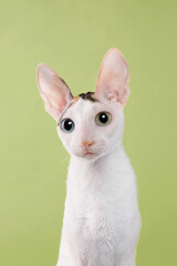 cornish rex cat portrait in studio on green background