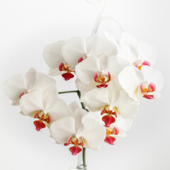 Blooming white orchid flower with red lip of the genus phalaenopsis closeup