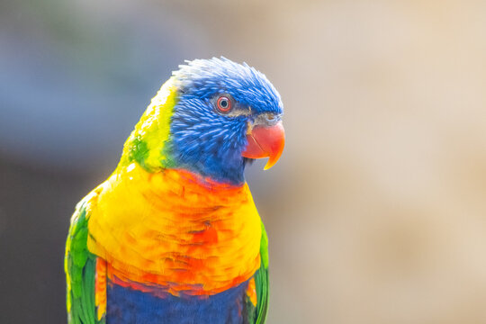 Rainbow Lorikeet - colourful parrot from Australia