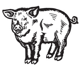Vector illustration of a young pig in graphic style, hand drawn.