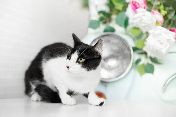 blind homeless kittens in studio home interior