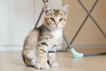 Portrait of a small tricolor cat. A mongrel kitten sits on the floor in an apartment.