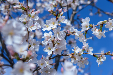 Cherry Blossoms with Blue Sky