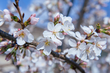 Cherry Blossoms with Blue Sky