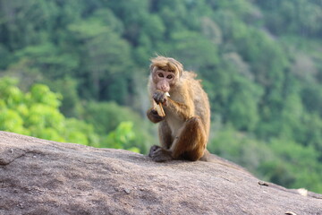 A Rilav sitting on a rock and eating food