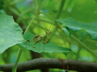Mantis on a green leaf