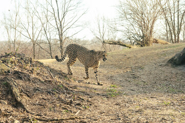 Cheetah walking