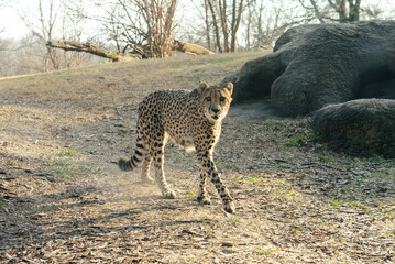 Cheetah walking