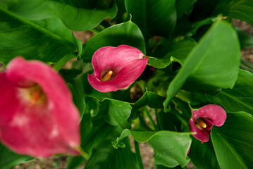 Dark Pink Magenta Calle Lily