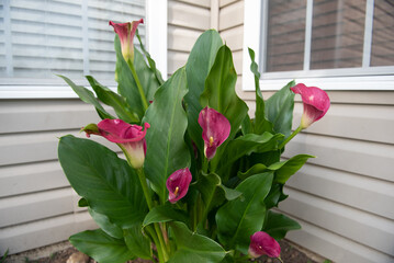 Dark Pink Magenta Calle Lily