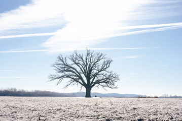 Big Oak Tree in Snow Covered Field