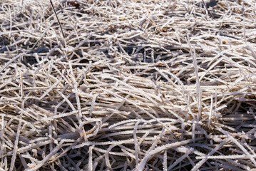 frozen grass with frost