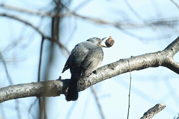 ヒヨドリ食事中