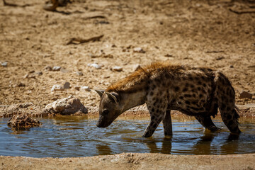 Obraz na płótnie Canvas Spotted hyaena taking bath in waterhole in Kgalagadi transfrontier park, South Africa ; Specie Crocuta crocuta family of Hyaenidae