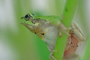 アマガエル