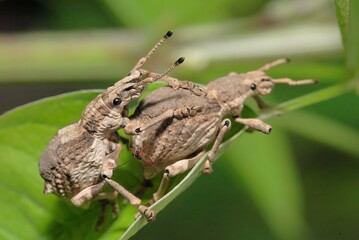 シロコブゾウムシの交尾