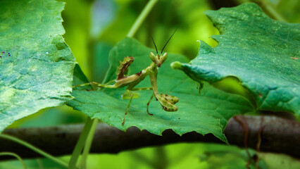 Mantis on a green leaf