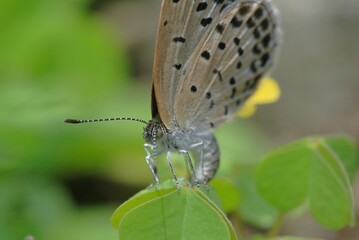ヤマトシジミの産卵