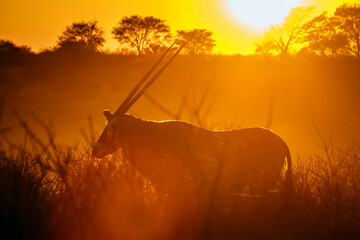South African Oryx walking at sunset in Kgalagadi transfrontier park, South Africa; specie Oryx...