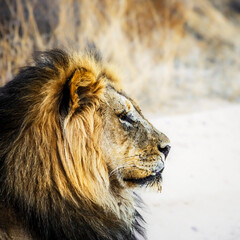 African lion male black mane portrait in Kgalagadi transfrontier park, South Africa; Specie...