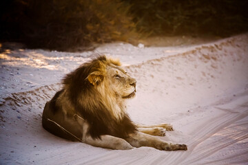 Majestic African lion male lying down on sand safari road in Kgalagadi transfrontier park, South Africa; Specie panthera leo family of felidae