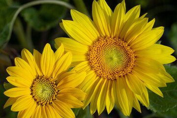 Fototapeta premium The blossoms of two yellow sunflowers glow yellow against a green background. You can see the petals and the pollen.
