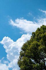Fototapeta premium 夏空