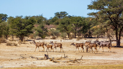 Fototapeta na wymiar Small group of Greater kudu in dry land in Kglagadi transfrontier park, South Africa ; Specie Tragelaphus strepsiceros family of Bovidae
